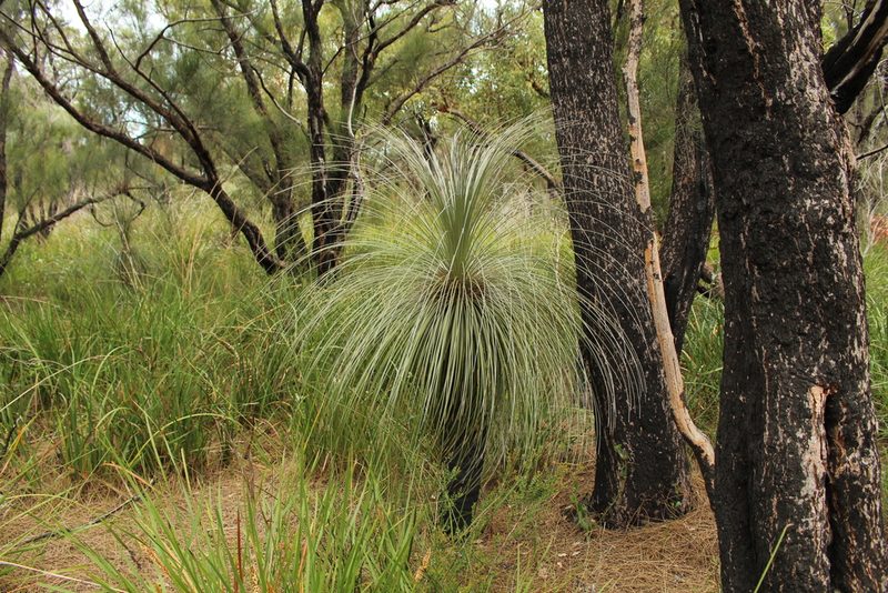 Kingia australis, photographed by Em Lamond