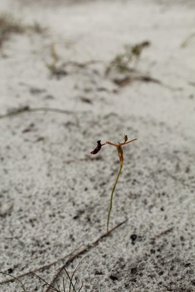 Drakaea thynniphila, photographed by Em Lamond