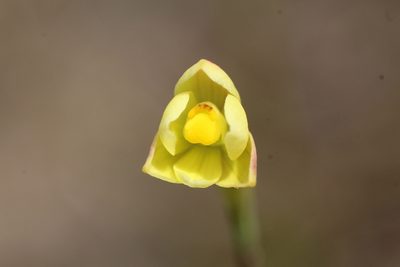 Thelymitra flexuosa, photographed by Em Lamond
