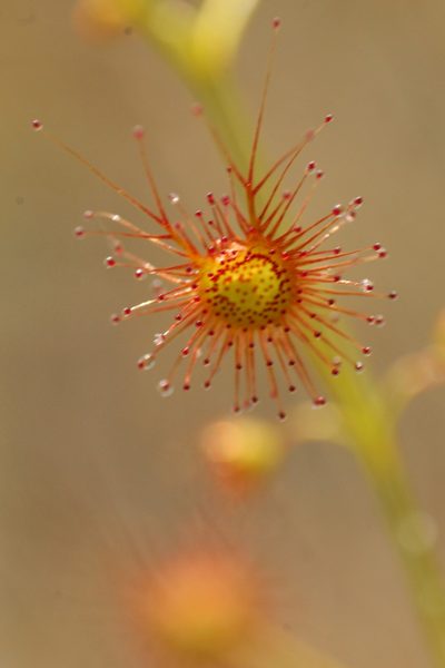 Drosera sulphurea, photographed by Em Lamond