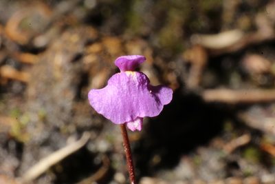 Utricularia simplex, photographed by Em Lamond