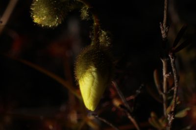 Drosera sulphurea, photographed by Em Lamond