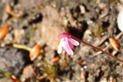 Utricularia tenella, photographed by Em Lamond