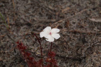 Drosera platypoda, photographed by Em Lamond