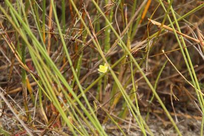 Thelymitra flexuosa, photographed by Em Lamond