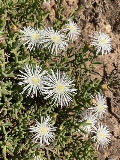 Mesembryanthemum splendens, photographed by Dave U