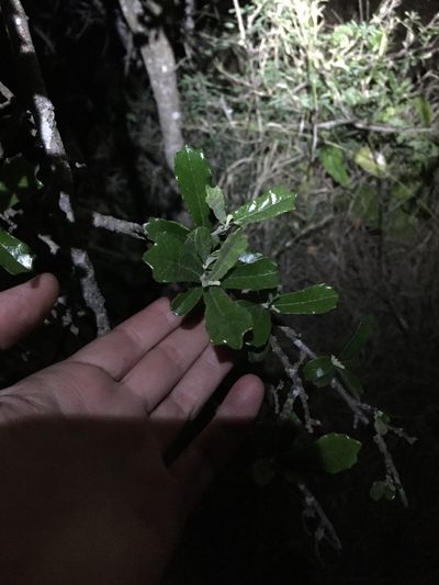 Brachylaena elliptica, photographed by Sunčana Bradley