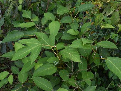 Ficus grossularioides, photographed by Abu Hamas