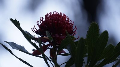 Telopea speciosissima, photographed by Tim