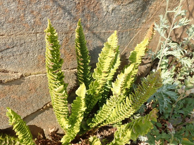 Polystichum kruckebergii, photographed by John Brew
