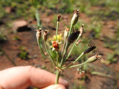 Tulbaghia acutiloba, photographed by Matthew Fainman