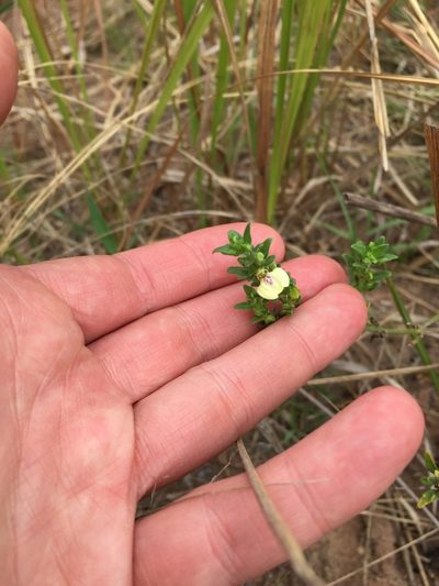 Justicia protracta, photographed by Sunčana Bradley