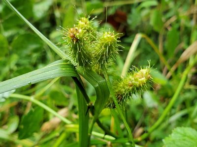 Carex frankii, photographed by Tom Field