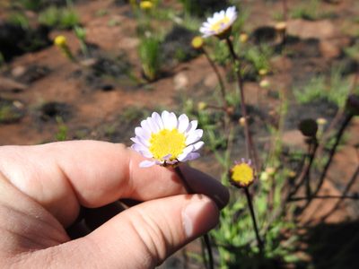 Afroaster serrulatus, photographed by Matthew Fainman