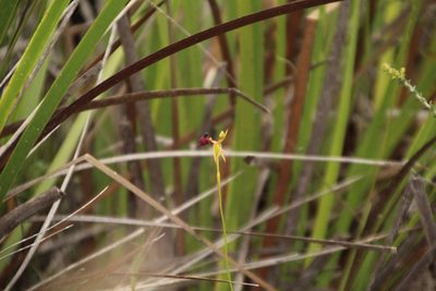 Drakaea glyptodon, photographed by Em Lamond
