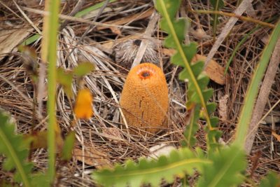 Banksia gardneri, photographed by Em Lamond