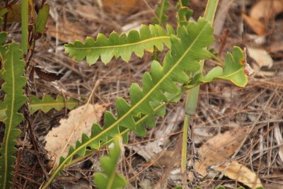 Banksia gardneri, photographed by Em Lamond