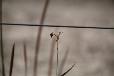 Drakaea glyptodon, photographed by Em Lamond