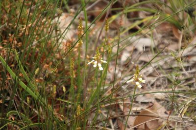 Stylidium junceum, photographed by Em Lamond