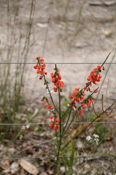 Sphaerolobium grandiflorum, photographed by Em Lamond