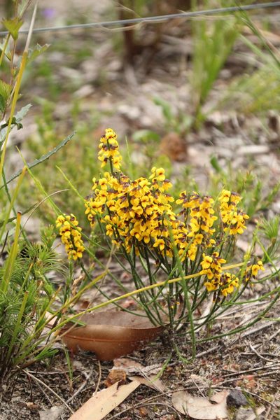 Sphaerolobium medium, photographed by Em Lamond