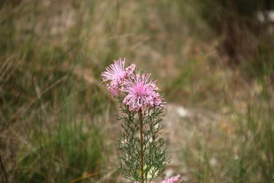 Isopogon formosus, photographed by Em Lamond