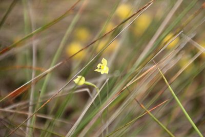 Thelymitra flexuosa, photographed by Em Lamond