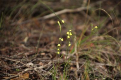 Thelymitra flexuosa, photographed by Em Lamond