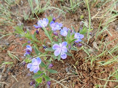 Rotheca hirsuta, photographed by Peter Warren