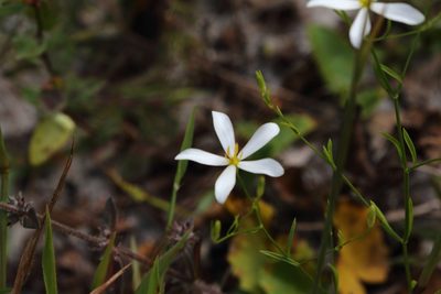Sabatia brevifolia, photographed by nickajacket