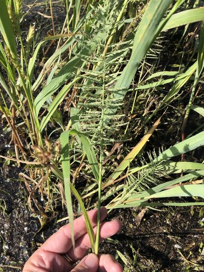 Leptochloa panicoides, photographed by Sam Kieschnick