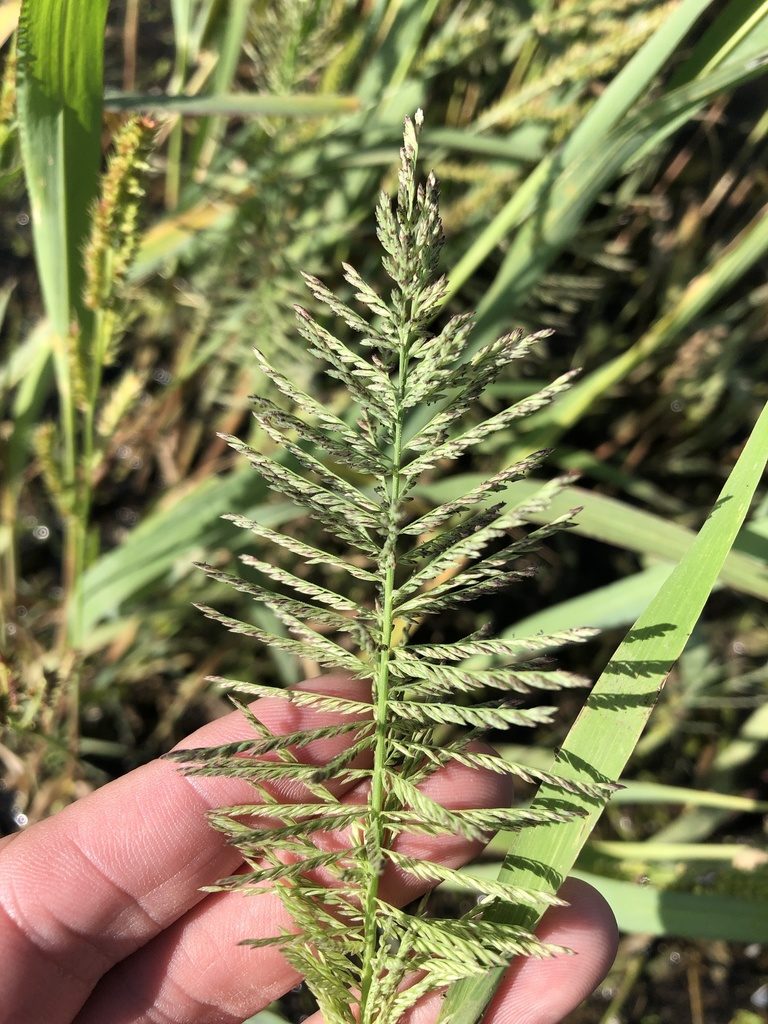 Leptochloa panicoides, photographed by Sam Kieschnick