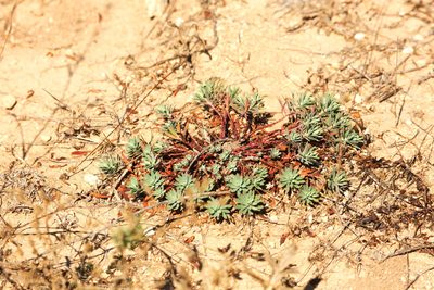 Euphorbia petrophila, photographed by Вячеслав Юсупов