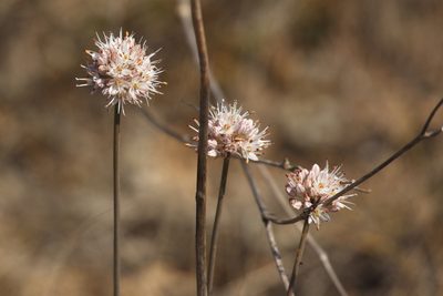 Allium tarkhankuticum, photographed by Вячеслав Юсупов