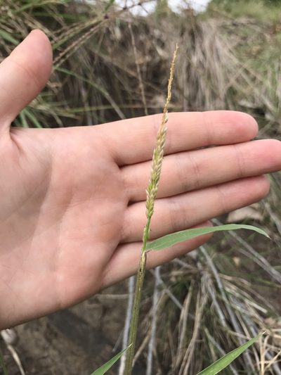Eriochloa contracta, photographed by Haley Daniels