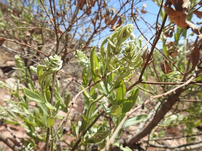 Ozoroa paniculosa, photographed by Matthew Fainman