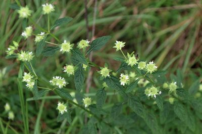 Hyptis alata, photographed by Lauren McLaurin