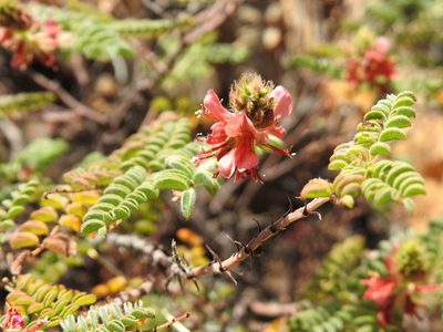 Indigofera comosa, photographed by Matthew Fainman