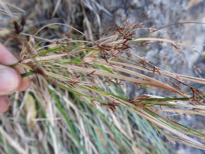 Cyperus leptocladus, photographed by Matthew Fainman