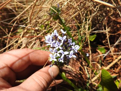 Pentanisia prunelloides, photographed by Matthew Fainman