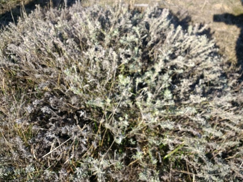 Senecio patagonicus, photographed by Tabaré Barreto