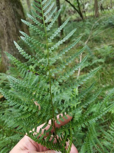 Dryopteris ludoviciana, photographed by Scott Ward