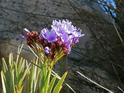 Nivenia binata, photographed by flamelily