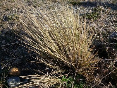 Festuca gracillima, photographed by Tabaré Barreto