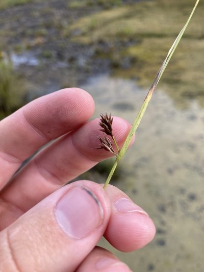 Rhynchospora stiletto, photographed by John Michael