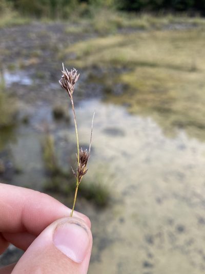 Rhynchospora stiletto, photographed by John Michael