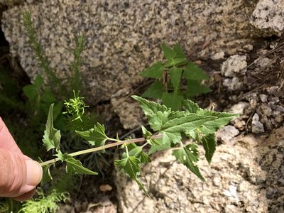Brickellia coulteri, photographed by CK2AZ