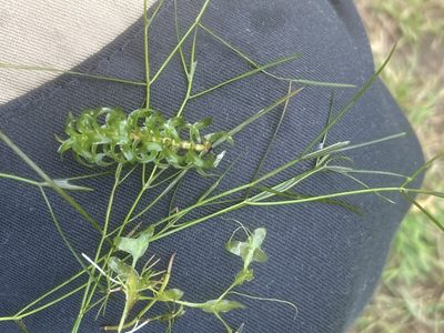Potamogeton trichoides, photographed by Andre Hosper