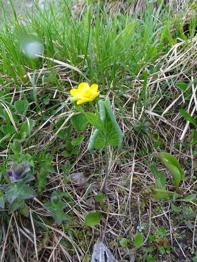 Ranunculus thora, photographed by Grzegorz Grzejszczak