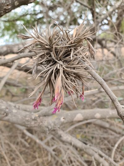 Tillandsia argentina, photographed by Sol Quipildor